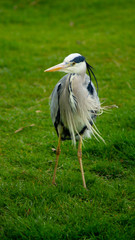 Large Grey Heron, Ardeidae, Single Bird Close Up, eyeline low angle view, searcing for food on riverbank