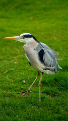 Large Grey Heron, Ardeidae, Single Bird Close Up, eyeline low angle view, searcing for food on riverbank