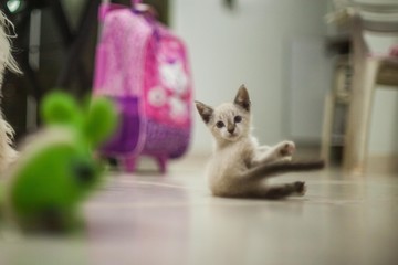 cat