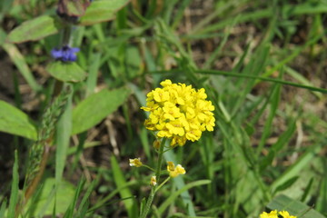Cherkessk, Russia, 13.05.2019. Gardens of the North Caucasus, the awakening of nature in the spring. Spring emotions.