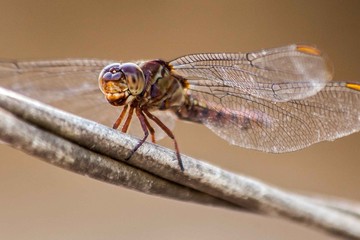 close up of a dragonfly