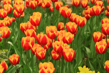 The flowers of red tulip and yellow