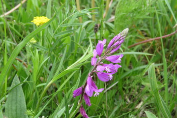 Cherkessk, Russia, 13.05.2019. Gardens of the North Caucasus, the awakening of nature in the spring. Spring emotions.