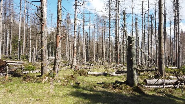 forest destroyed from bark beetle infestation