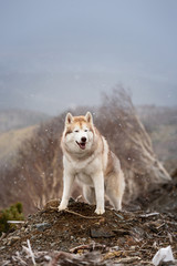gorgeous and free beige and white Siberian husky dog standing on the mountain. A dog on a natural background.