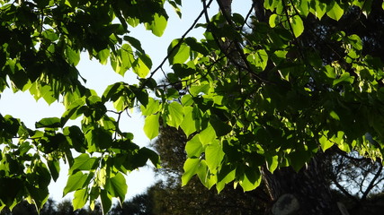 Parco, alberi, nuvole, fiori a Roma