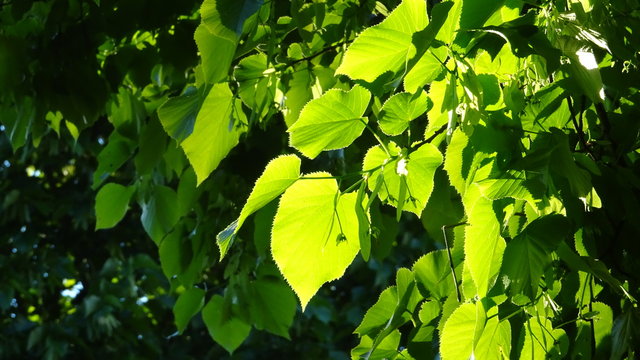 Parco, alberi, nuvole, fiori a Roma