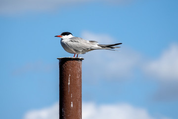Common Tern on a metal post