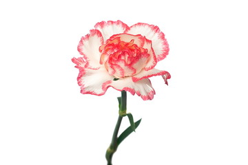 Pink and white carnation flower isolated on white background