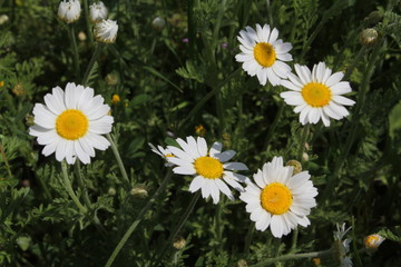 Fototapeta premium In spring, the steppe areas of Europe turn into multi-colored flowering landscapes.