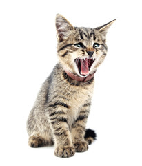 Kitten isolated on white.Angry cat.
