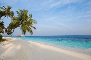 Tropical maldives island with coconut palm tree on a white sandy beach