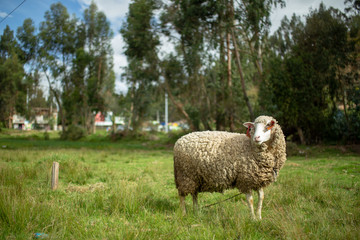 Carnero Perú
