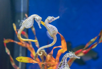 seahorse (Hippocampus) swimming