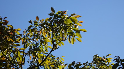 Parco, alberi, nuvole, fiori a Roma
