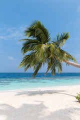 Fototapeta premium Drzewo kokosowe na białej, piaszczystej plaży i krystalicznie czystej wodzie na Malediwach