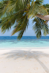 Fototapeta na wymiar Coconut tree on a white sandy beach and crystal clear water in the Maldives