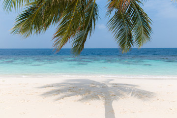 Naklejka na ściany i meble Coconut tree on a white sandy beach and crystal clear water in the Maldives