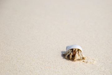 Hermit crab on a white sandy beach in the maldives