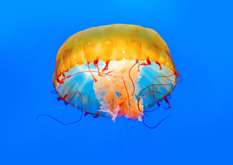 dancing jellyfish in the depths of the sea