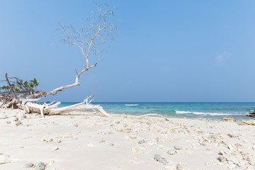 Fototapeta na wymiar White sandy beach in the Maldives