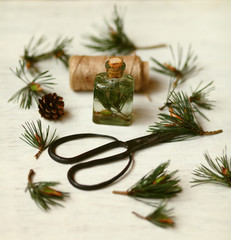 healthy plants,pine buds and shoots, bottle of tincture or infusion. Top view. Herbal medicine concept