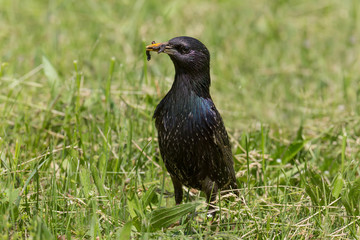 close up of starling eating worm in grass