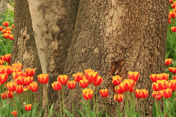 tulip flowers in front of the image and trees in the background