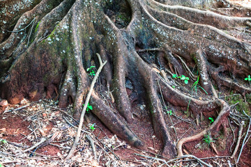 Old tree roots texture background