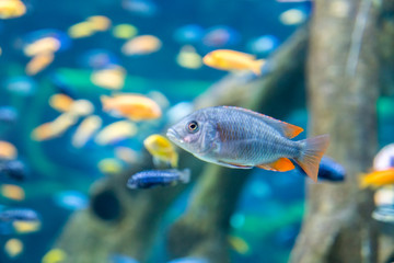 Naklejka premium Trevally fish in Thailand