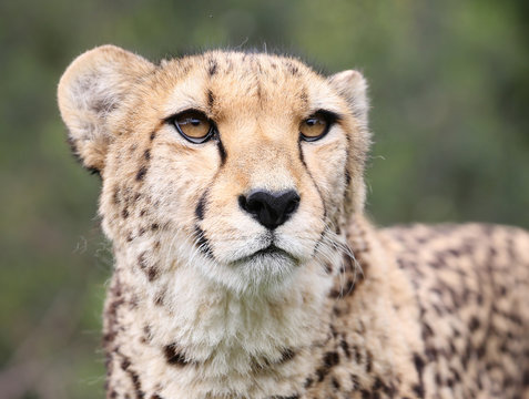 cheetah portrait with natural background