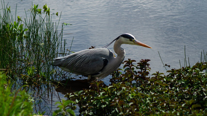 Large Grey Heron, Ardeidae, Single Bird Close Up, eyeline low angle view, searcing for food on riverbank