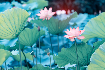 blooming lotus flower in garden pond