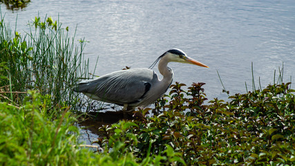 Large Grey Heron, Ardeidae, Single Bird Close Up, eyeline low angle view, searcing for food on riverbank