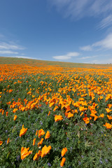 Antelope Valley California Poppy Reserve