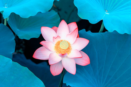 blooming lotus flower in garden pond