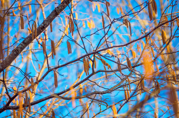 Noisetier commun – Corylus avellana L., Chatons mâles en fleurs.