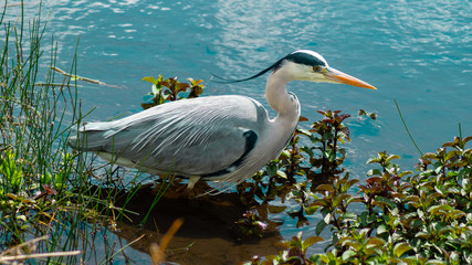 Large Grey Heron, Ardeidae, Single Bird Close Up, eye line low angle water level view, searching for food, fishing, on riverbank