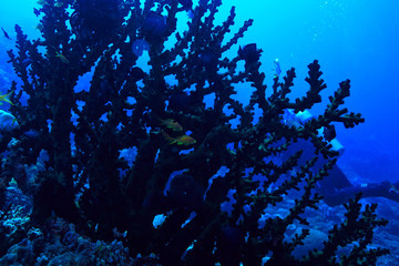 Naklejka na ściany i meble underwater world / blue sea wilderness, world ocean, amazing underwater
