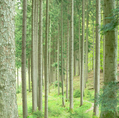 Fototapeta na wymiar Waldpanorama viele Bäume nebeneinander im Wald in Grün Tanne groß