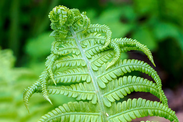 Beautiful fern leaves green foliage natural floral fern background in sunlight