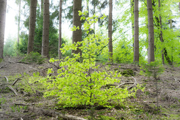 einsamer kleiner grüner Baum umgeben von Ästen und Laub