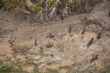 Rio madeira Amazônia 