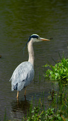 Large Grey Heron, Ardeidae, Single Bird Close Up, eyeline low angle view, searcing for food on riverbank