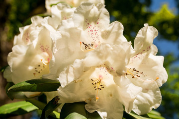 Flowers on a white Azalea bush growing in partial shade in a garden in north east Italy