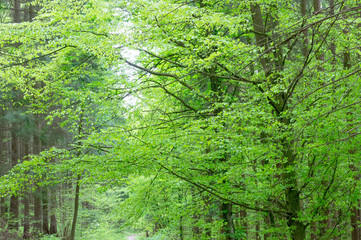 Fototapeta na wymiar Wunderschöne grüne Bäume an einem Waldweg