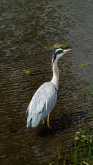 Large Grey Heron, Ardeidae, Single Bird Close Up, eyeline low angle view, searcing for food on riverbank
