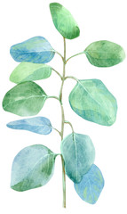 Watercolor green bunch of eucalyptus. Hand drawn isolated illustration on white background