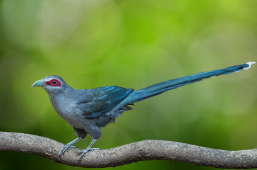 Green-billed Malkoha on branch on green background.