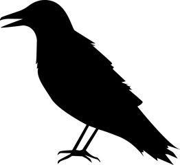 Illustration of a silhouette of a raven on a white background
